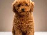 Toy Poodle Sevi̇mli̇ Yavrular Ev Üreti̇mi̇