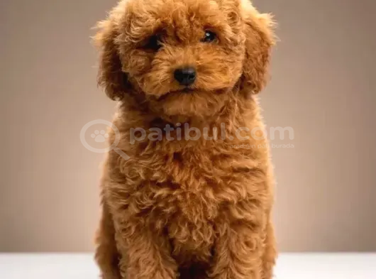 Toy Poodle Sevi̇mli̇ Yavrular Ev Üreti̇mi̇ görsel