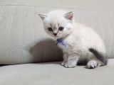 Safkan Bebekler