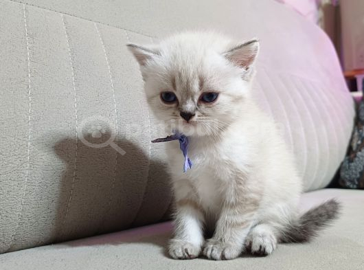 Safkan Bebekler görsel