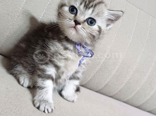 Safkan Bebekler görsel