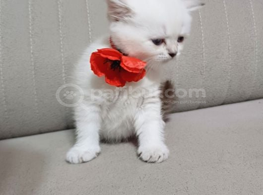 Safkan Bebekler görsel