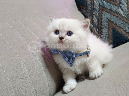 Safkan bebekler