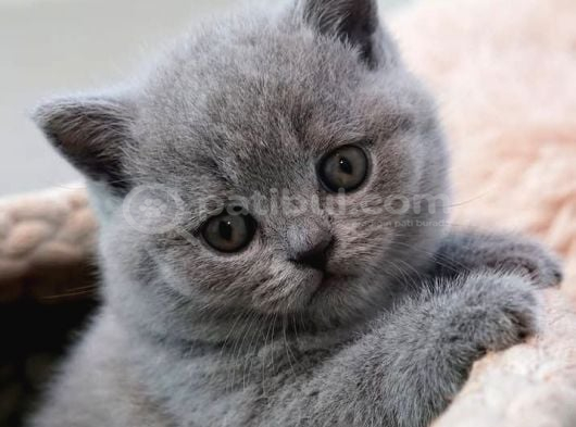 Sevgi Pıtırcığı Gri British Shorthair