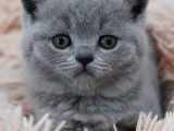 Sevgi Pıtırcığı Gri British Shorthair