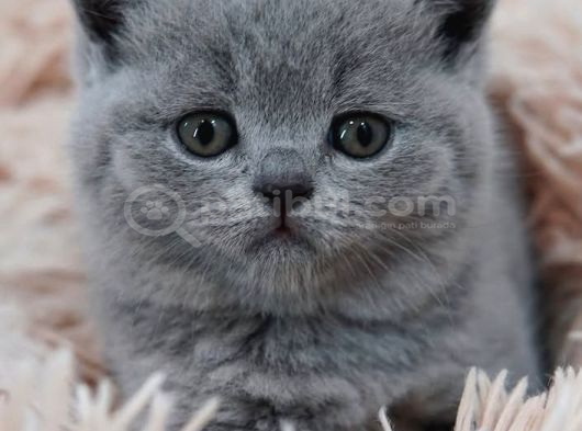 Sevgi Pıtırcığı Gri British Shorthair görsel