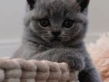Sevgi Pıtırcığı Gri British Shorthair