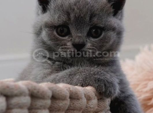 Sevgi Pıtırcığı Gri British Shorthair görsel