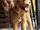 Aşılı ve sağlıklı Labradoodle Yavruları