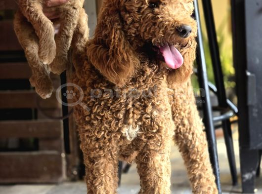 Aşılı ve sağlıklı Labradoodle Yavruları