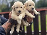 Safkan Golden Retriever Yavruları