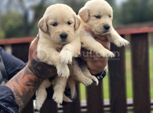 Safkan Golden Retriever Yavruları görsel
