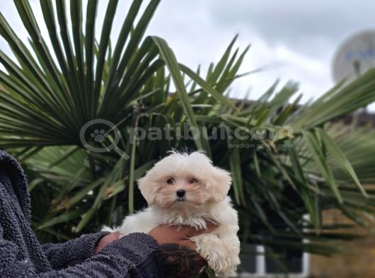Maltese Terrier Yavruları görsel