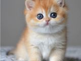 Efsane Golden Ny12 British Shorthair