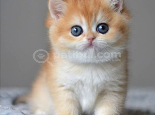 Efsane Golden NY12 British Shorthair