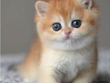 Efsane Golden Ny12 British Shorthair