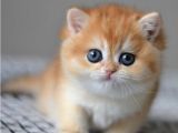 Efsane Golden Ny12 British Shorthair