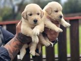 Safkan Golden Retriever Yavruları