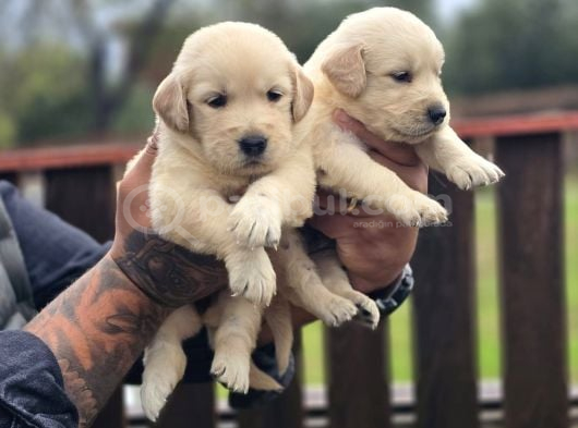 Safkan Golden Retriever Yavruları