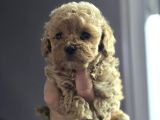 Mini Maltipoo Yavruları