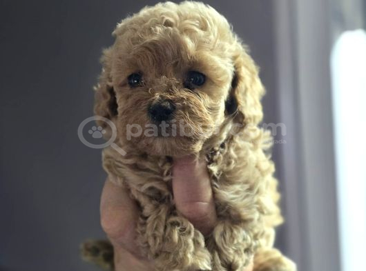 Mini Maltipoo Yavruları