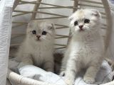 Scottısh Fold Silver Cıncıkkk Gibi Bebekler