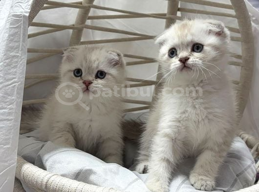 Scottısh Fold Silver Cıncıkkk Gibi Bebekler görsel