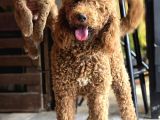 Aşılı Ve Sağlıklı Labradoodle Yavruları