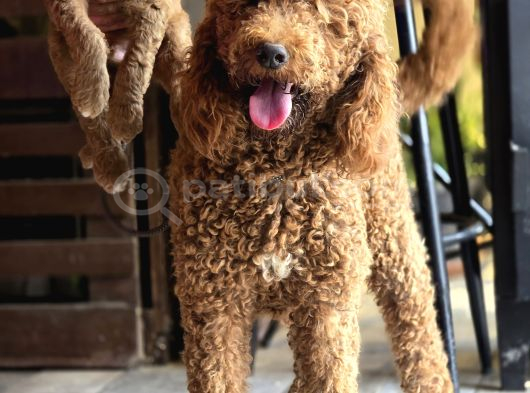 Aşılı Ve Sağlıklı Labradoodle Yavruları görsel