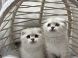 Scottısh Fold Silver Cıncıkkk Gibi Bebekler