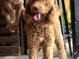 Aşılı Ve Sağlıklı Labradoodle Yavruları