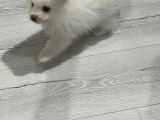 Sahibinfen Pomerian Boo