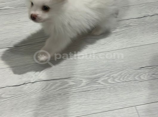 Sahibinfen Pomerian Boo görsel