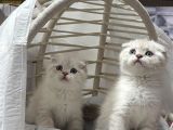 Scottısh Fold Silver Cıncıkkk Gibi Bebekler