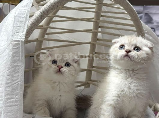 Scottısh Fold Silver Cıncıkkk Gibi Bebekler görsel