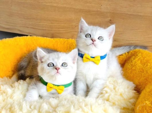 A Kalite Silver Shaded British Shorthair Bebeklerim