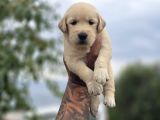 Safkan Golden Retriever Yavruları