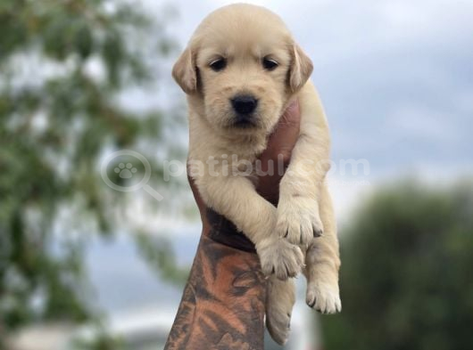 Safkan Golden Retriever Yavruları görsel
