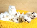 Bu Kalite Hiç Biryerde Yok Maviş British Longhair Bebekleirm