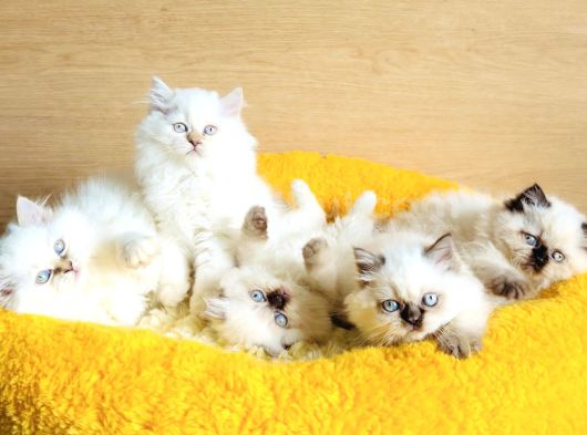 Bu Kalite Hiç Biryerde Yok Maviş British Longhair Bebekleirm görsel