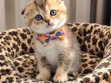 Safkan Golden Di̇şi̇ Erkek Bri̇ti̇sh Scotti̇sh