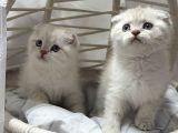 Scottısh Fold Silver Cıncıkkk Gibi Bebekler