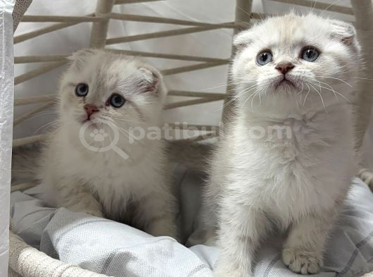 Scottısh Fold Silver Cıncıkkk Gibi Bebekler görsel