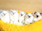 Bu Kalite Hiç Biryerde Yok Maviş British Longhair Bebekleirm