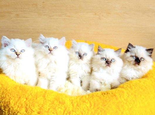 Bu Kalite Hiç Biryerde Yok Maviş British Longhair Bebekleirm görsel