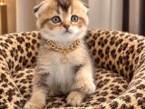 Safkan Golden Di̇şi̇ Erkek Bri̇ti̇sh Scotti̇sh
