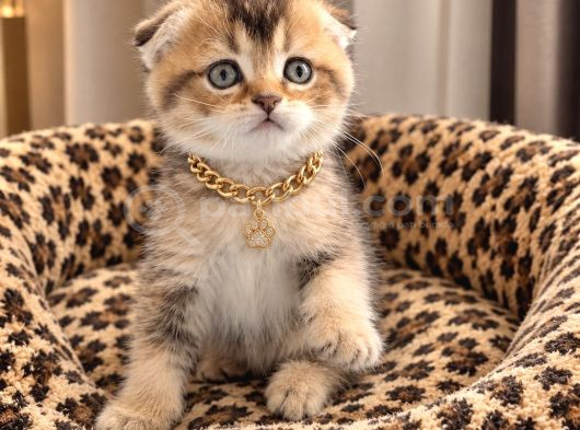 Safkan Golden Di̇şi̇ Erkek Bri̇ti̇sh Scotti̇sh görsel