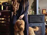 Aşılı Ve Sağlıklı Labradoodle Yavruları