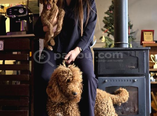 Aşılı Ve Sağlıklı Labradoodle Yavruları görsel