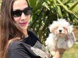 Maltese Terrier Yavruları